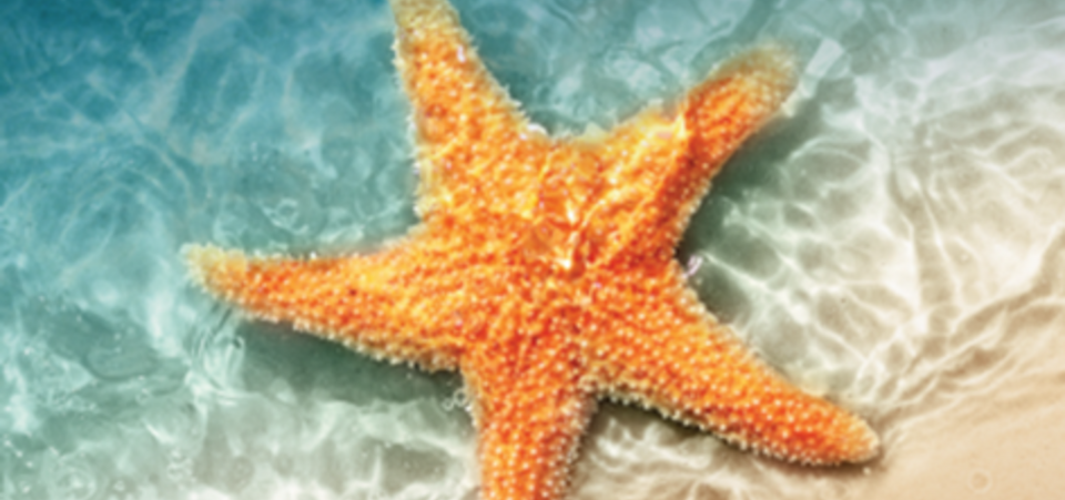 starfish at the edge of the sea